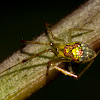 Theridiidae spider