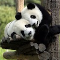 Lovely Panda  Gallery logo
