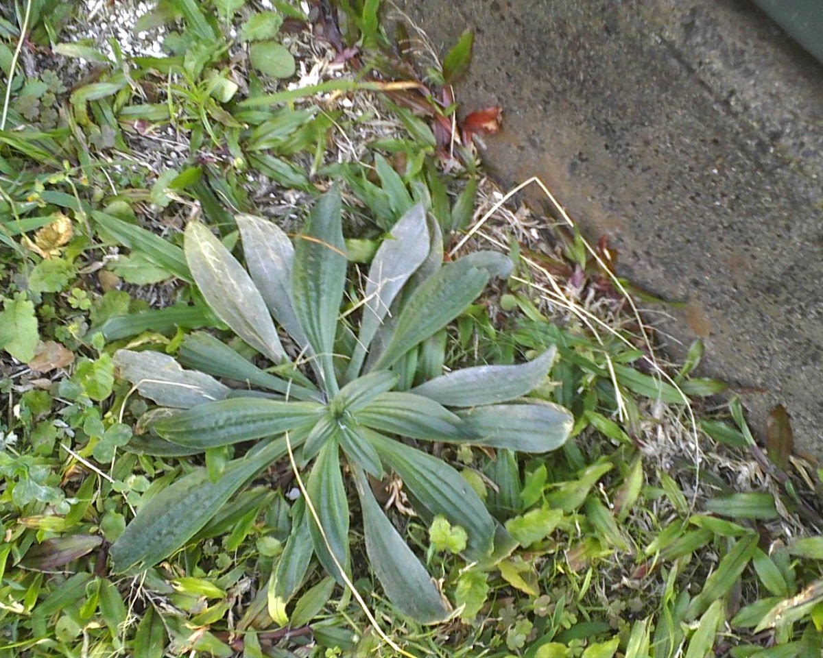 Narrow Leaf Plantain