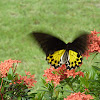 Common Birdwing