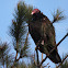 Turkey Vulture