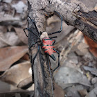 Araña roja