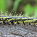 Yellow-necked caterpillar