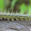 Yellow-necked caterpillar