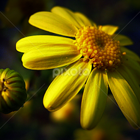 by Tatjana Koljensic - Flowers Single Flower