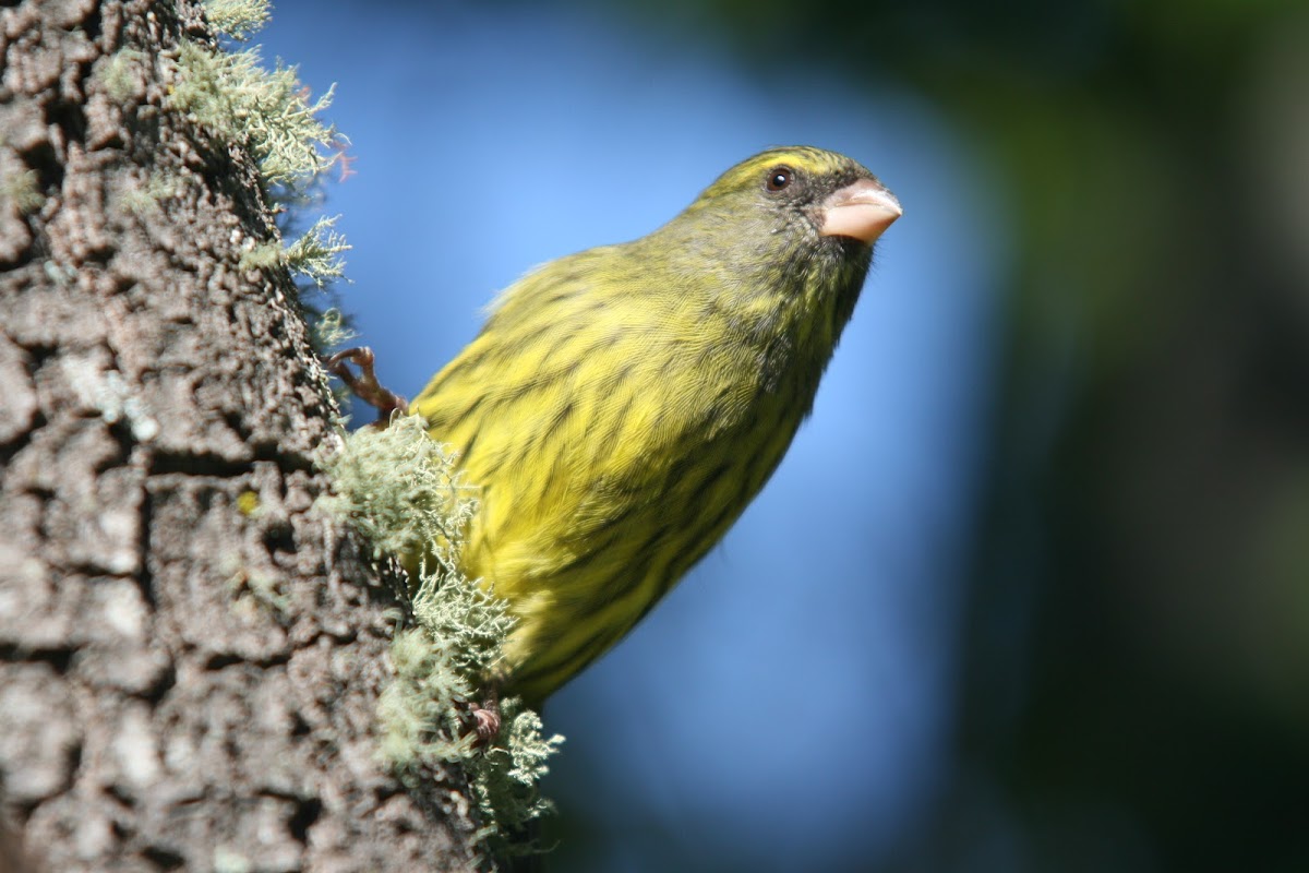 Forest Canary