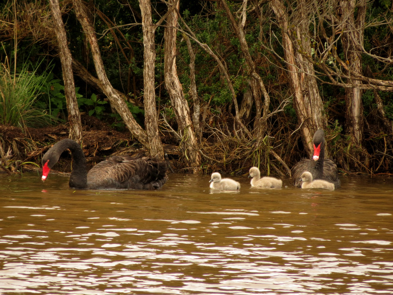 Black Swan (with Cygnets)