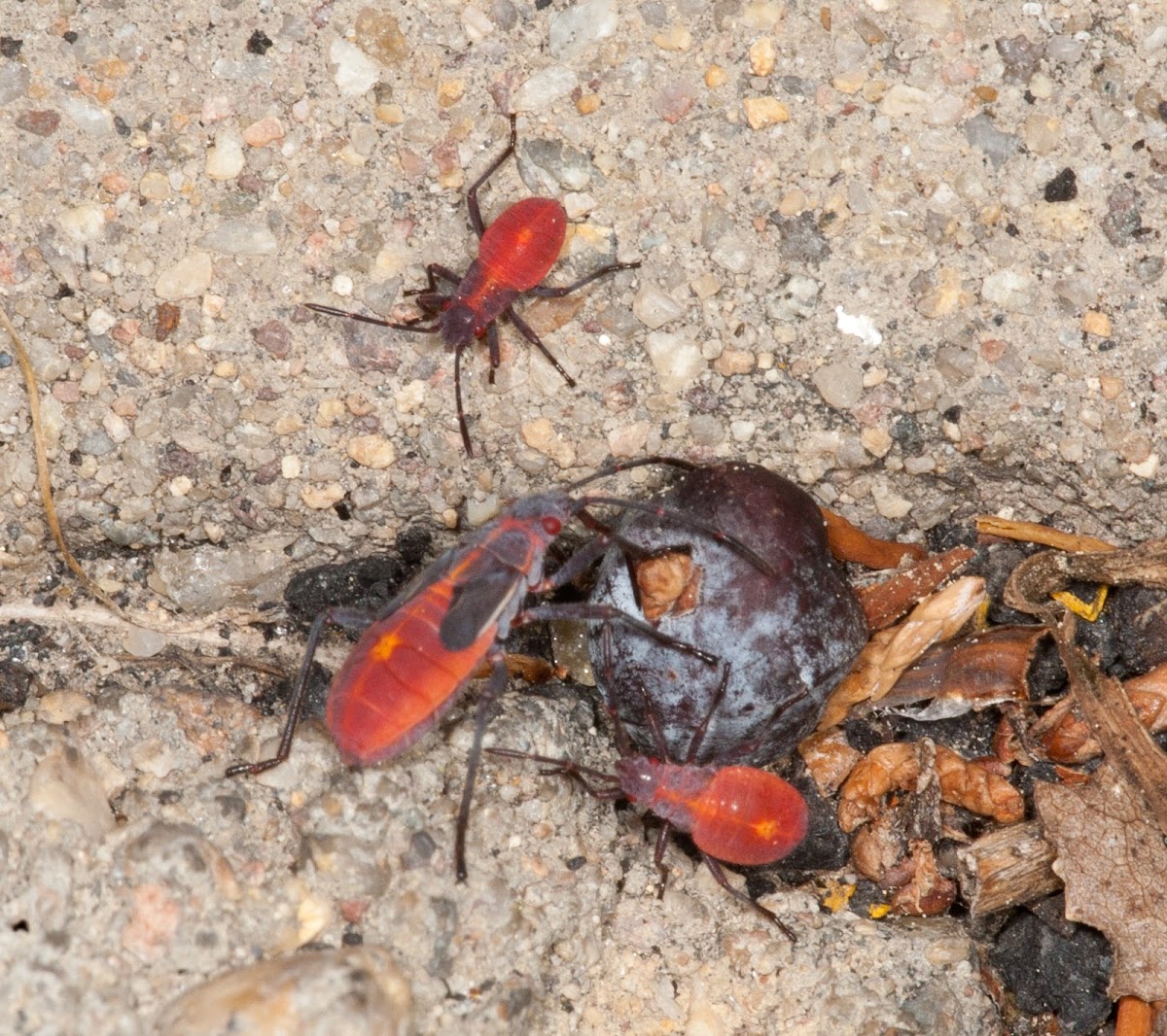 boxelder bugs adult and juveniles