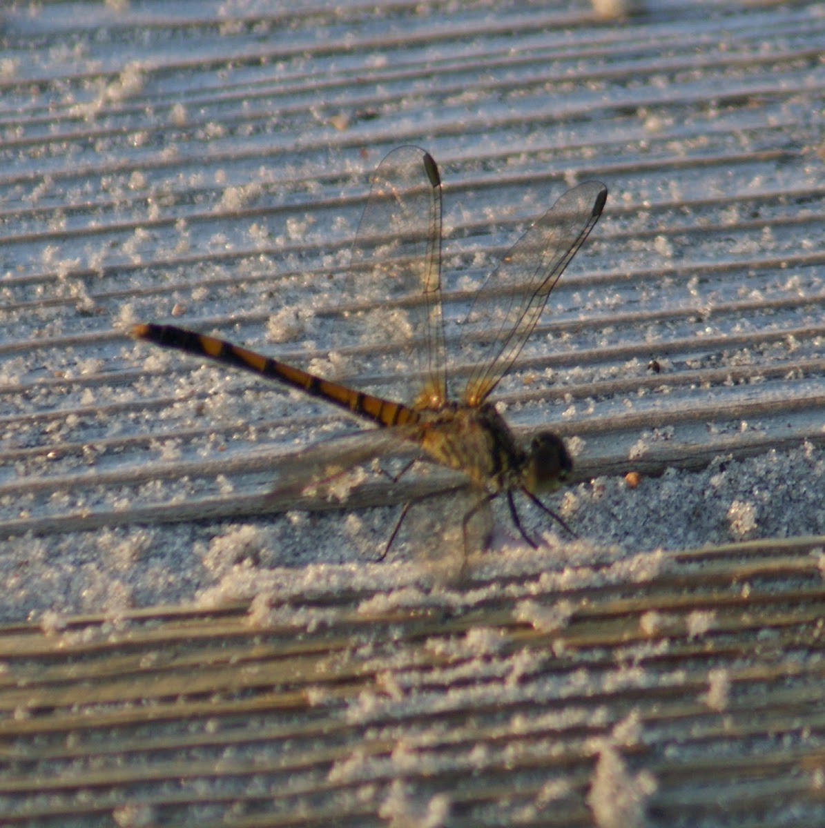 Seaside Dragonlet