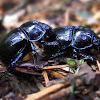 Forest Dung Beetle, mating