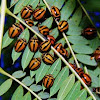 Striped Ladybird beetle