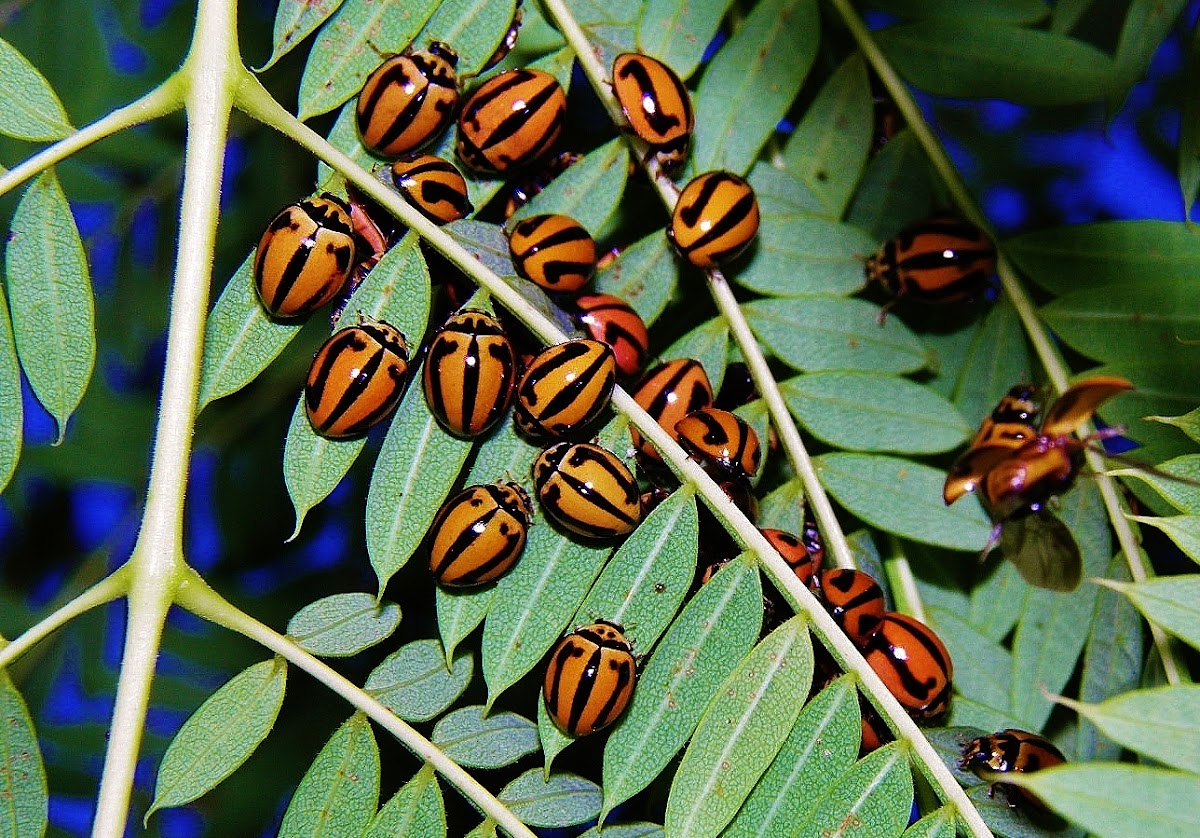 Striped Ladybird beetle