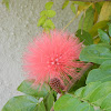 Pink powder puff flower