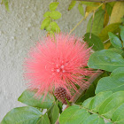 Pink powder puff flower