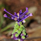 Tassel Hyacinth, nazareno