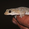 Dtella Gecko