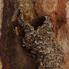 Termite Tree