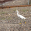 Snowy Egret