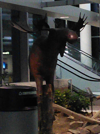 Manchester Airport Moose