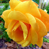 'Sunstruck' Rose