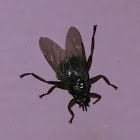 louse fly