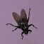 louse fly