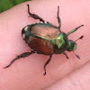 June bug Beettle