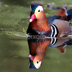 by Cyprien Conier - Animals Birds