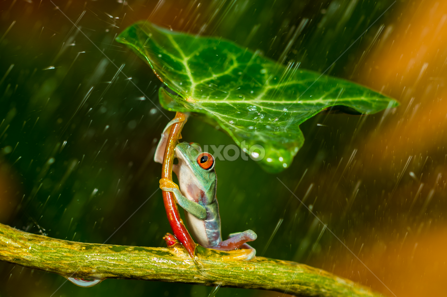Ohh nooo... :( It's Raining  by Kutub Macro-man - Animals Amphibians