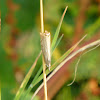 Grass Moth