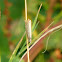 Grass Moth
