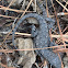 Fence Lizard