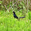 Boat-tailed Grackle