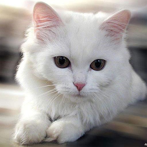 美丽的猫壁纸 娛樂 App LOGO-APP開箱王