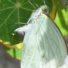 Green-eyed White (Leptophobia aripa)
