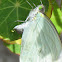Green-eyed White (Leptophobia aripa)