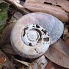 Glossy Turban Carnivorous Snail (remnant shell)
