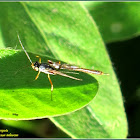 Ichneumon Wasp (Female)