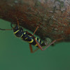 kleine wespenbok (Clytus arietis)