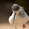 Black-winged Stilt