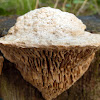 oak fungus