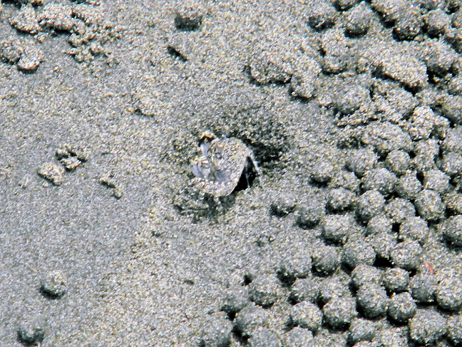sand bubbler crab