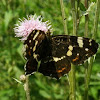 Map butterfly (open wings)