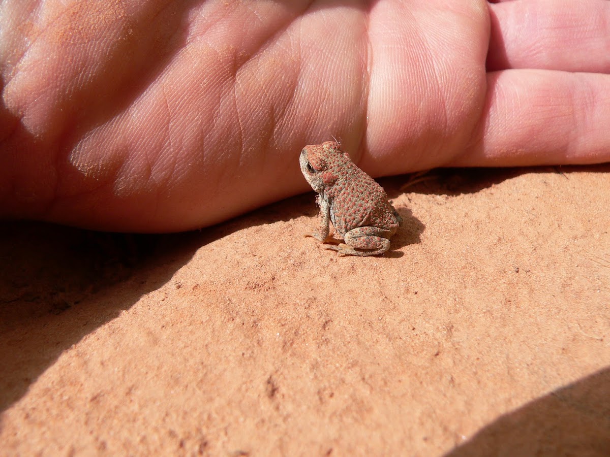 Red Spotted Toad