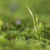 Moss