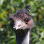 Emu