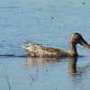 Northern Shoveler Duck (female)