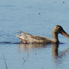 Northern Shoveler Duck (female)