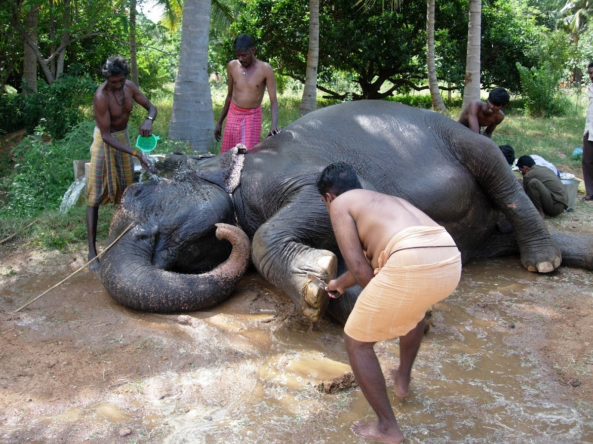 Elefante. Elephant