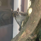 Eastern Gray Squirrel